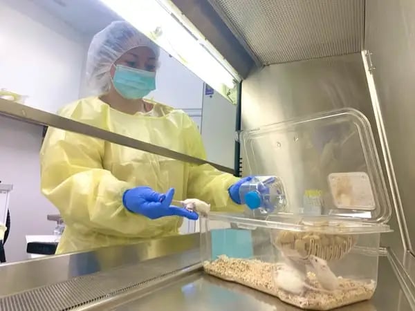 preclinical oncology cro