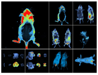 mri-output-from-newton-7-0