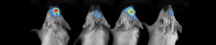 Irradiation-mice-optimized